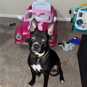 Meet your Posher, Bailey